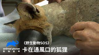 卡在通風口的狐狸，小狐狸的第一次也是營救人員的第一次｜野生動物SOS｜動物星球頻道