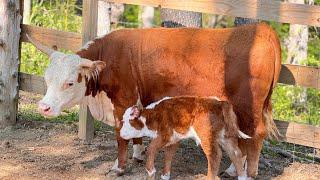 Live Birth Of A Calf Named Skipper. Snead’s Farmhouse Sanctuary is live!