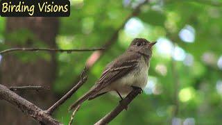 Acadian Flycatcher - wingstretch & song - Huntley Meadows - Birds of Virginia
