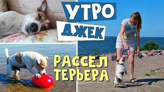 Самое обычное утро ДЖЕК РАССЕЛ ТЕРЬЕРА/Morning Jack Russell Terrier