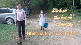 #4  Lần đầu thu hoạch khoai tây, thành quả gây bất ngờ!