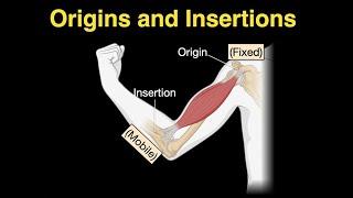 Origins and Insertions