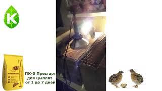 разведение перепелов у Олеси Надольной
