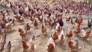 How To Farmer Raising 9.6 Millions of Chicken For Eggs and Meat | Chicken Farm