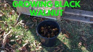 HOW TO GROW BLACK WALNUTS / CUTTINGS UPDATE and TRANSPLANT and MORE.