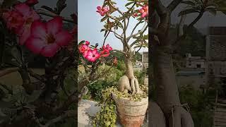 Adenium Plants #shorts #short #gardening #garden #hobby #adenium #flowers