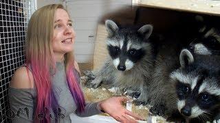 У нас крошки еноты! Little raccoons