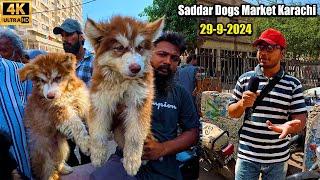 Saddar Exotic Dogs Market 29-9-24 Karachi Latest Updates | غیر مُلکی کتوں کی  سستی مارکیٹ کرا چی