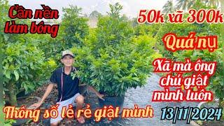 13/11/2024️0327813982 Trí cần nền làm bông xã gấp 50 cây 300k cây lớn thông số giá siêu rẻ luôn