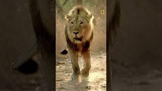 New Series | Unexplored India | National Geographic MENA #shorts