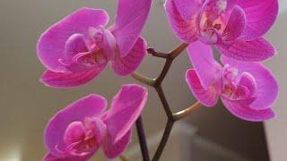 Introducing. . .My Orchid! #orchid #videos #update #orchidcare #nature #plants