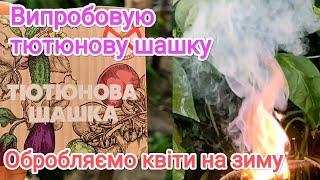 Випробовую тютюнову шашку на перцеві. Обробляємо квіти перед зимою.