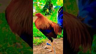 golden boy sweater #chicken #rooster #ayam