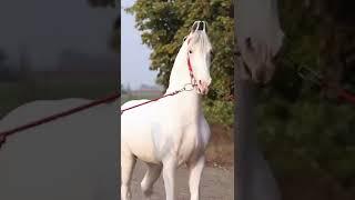 NUKRA | STALLION - ANMOL | #nukra #stallion #horse #shonki #sardar #ghodeyanwale #youtubeshorts