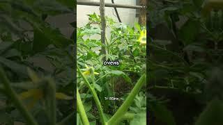 Секрет повышения урожая помидор на 20% #сад #огород #дача