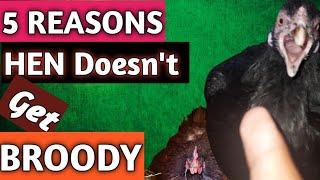 Reasons a Hen doesn't get Broody | Chicken not getting broody| Broody hen| Hen not getting broody