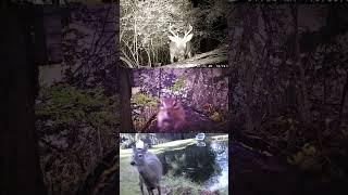 Bucks Kaleidoscope Sightings Katonah Critters