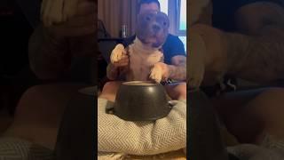 ВЫ ВИДЕЛИ ЭТОГО МУЗЫКАНТА #funny #puppy #собака #прикол #приколы #shorts #trend #юмор #врек #dog