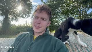 Straw Stacking, Turnips And The New Pup!