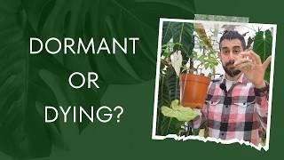  How to Handle Houseplant Dormancy Without Panic! 