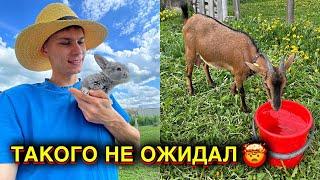 С КОЗАМИ НИКАКОГО ПОКОЯ ! ПОСАДИЛ БУДУЩИЕ ДЖУНГЛИ в огороде  КОСИМ И САЖАЕМ ПТИЧЬЕ ЦАРСТВО 