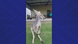 Search is on for pet kangaroo missing from Sealy, Texas farm