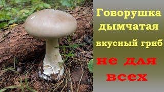 Говорушка дымчатая -  гриб НЕ ДЛЯ ВСЕХ