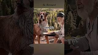 This dog became the leader of the wolf pack. #adventure #futurelink