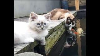 Timo and Toby the Ragdoll Cats at the pond together