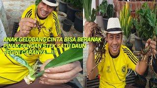 CARA PERBANYAK GELOMBANG CINTA / ANTHURIUM DENGAN STEK SATU DAUN PASTI BERHASIL