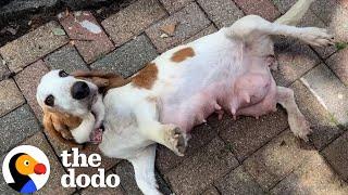 The Saddest Basset Hound Gives Birth In A Dangerous Mechanic Shop | The Dodo