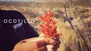 Desert Survival Food: Ocotillo Tea