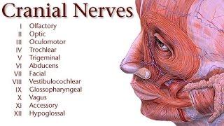 CRAINIAL NERVES مهم