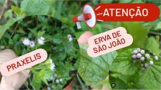 ERVA MEDICINAL | PRAXELIS X ERVA DE SÃO JOÃO! APRENDA A IDENTIFICAR!!