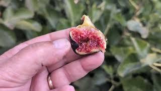 Black Madeira Fig - October 14, 2023