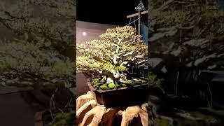 #Inspirasi Bonsai Terbaik Di Indonesia, Inspirasi Bonsai Buat Pemula