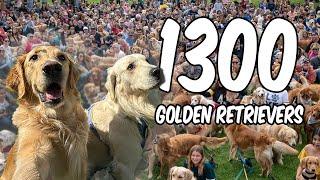 I Took My Dog To See 1300 Golden Retrievers