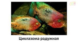 Учим виды рыб (часть 14) \ карточки Домана\ Learning Fish species (part 14)\ Doman cards