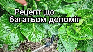 Його боїться Білокрилка