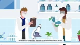 Learn About Medicinal Cannabinoid Research at the Hebrew University of Jerusalem