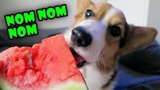 Corgi Dog Trying Fruit for the 1st Time is Strangely Satisfying