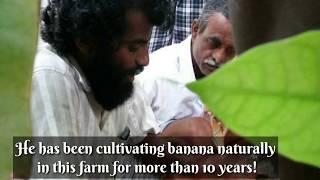 Organic, Banana Farming| Greenture