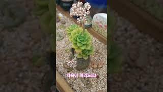 구여운 쪼꾸미 페리도트!#다육이#페리도트#다육이꽃