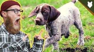 What To Do With A NEW GERMAN SHORTHAIRED POINTER PUPPY?!