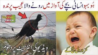 Amazing Bird Voice is like Human Baby Crying | Dilchasp o Ajeeb Videos | Viral Video in Pakistan