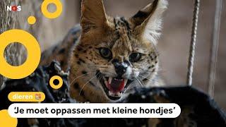 Servals ontsnapt in Helmond en Lexmond, huisdieren moeten binnenblijven