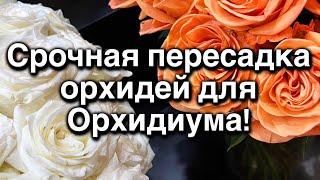 Отдаю бесплатно 10 взрослых орхидей!