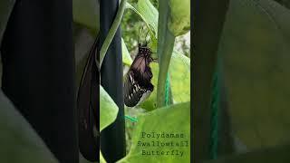 Polydamas Swallowtail Butterfly- emerged from its chrysalis this morning