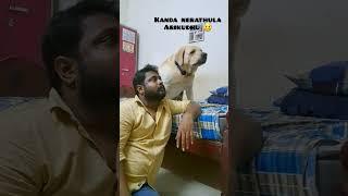 Amma Paasathula engaiyo poitaan.... #dogslove #dogshorts #laboradordog #puppies #puppylove