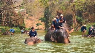 Hot day at Thai Elephant Conservation Center